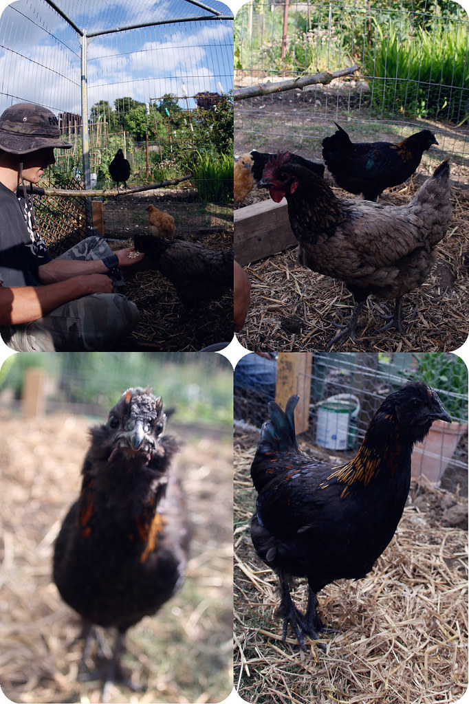 Chickens! One of my mums friends has recently got some chi… Flickr