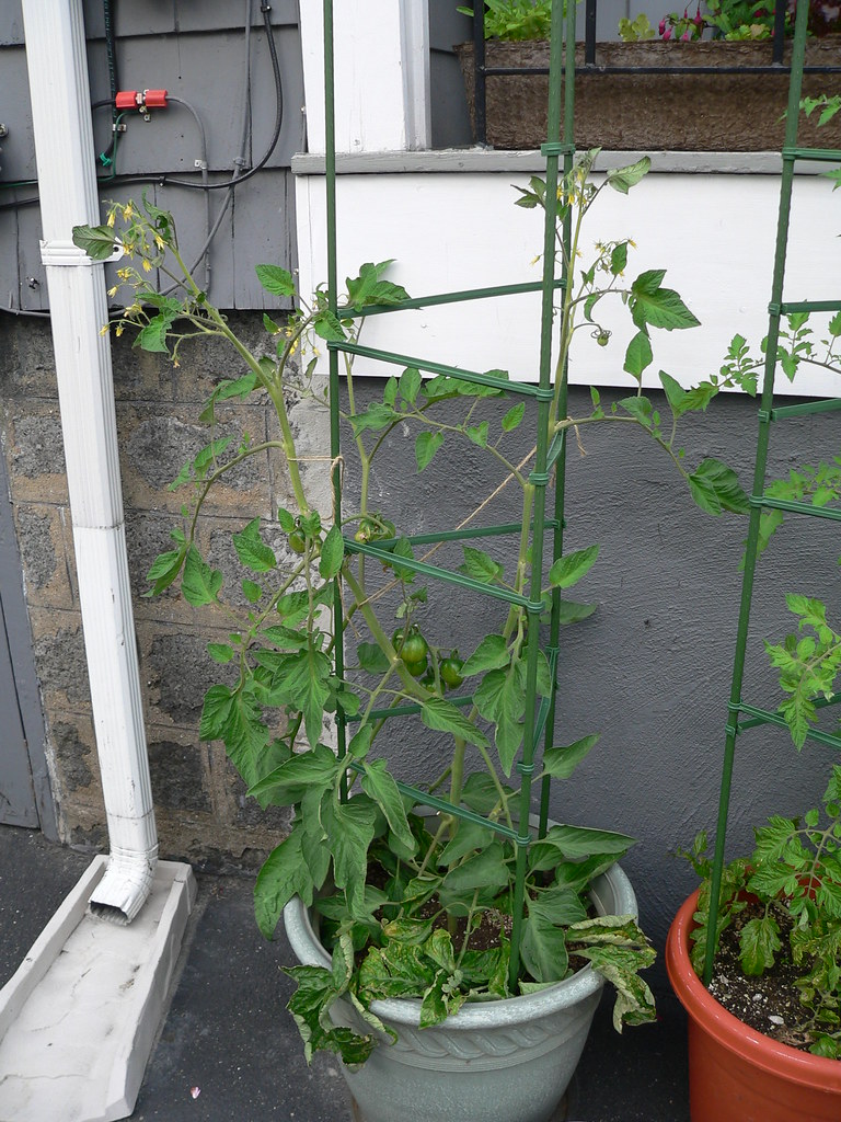 P1080021 Bloody Butcher Tomato Plant Keith Simmons Flickr