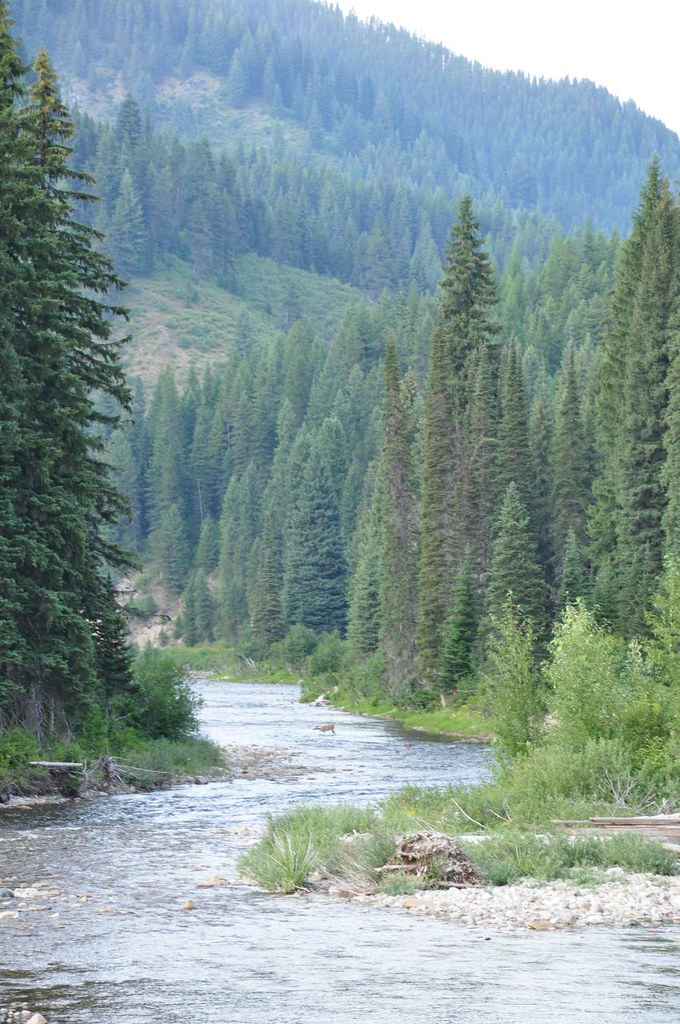 Deer Crossing Cayuse Creek Aaron Flickr
