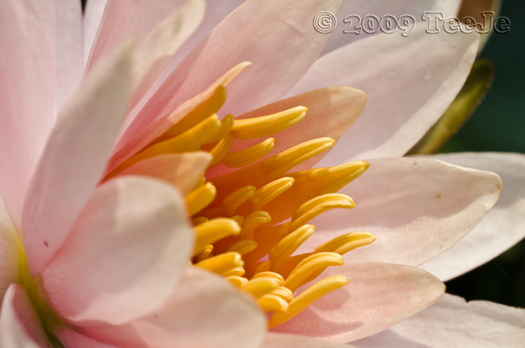 Blossoming Flower A Blossoming Flower Depicts the meaning … Flickr