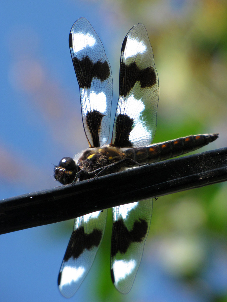 dragonlfy medicine Dragonfly medicine is about the breakin… Flickr