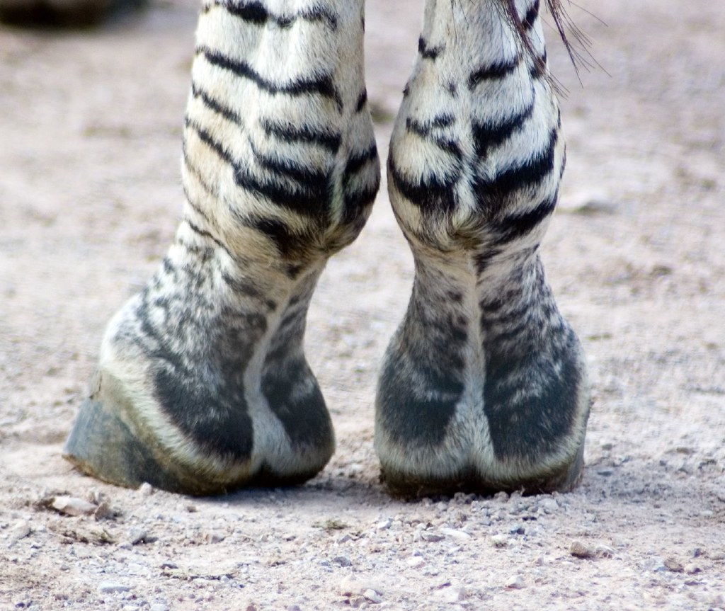 Zebra feet David deGruchy Flickr