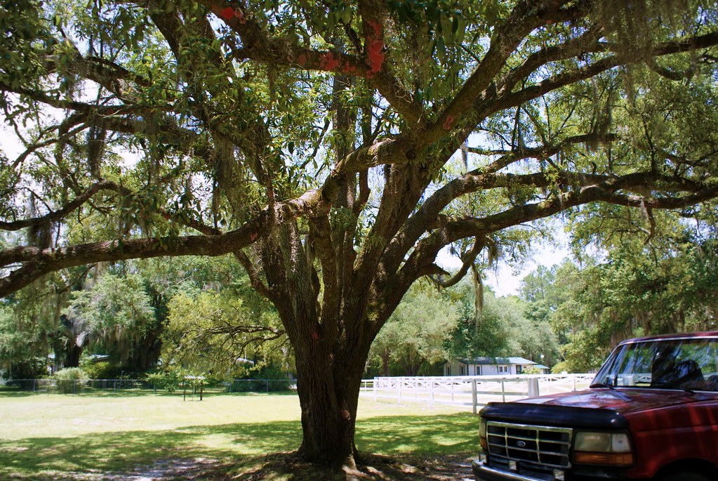 Live Oak Milligan, FL chapstickaddict Flickr