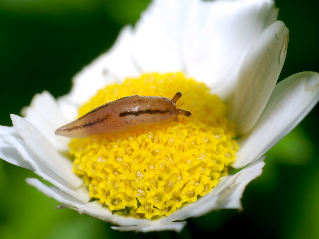 You asked "What is eating your daisies?" I am lucky. Thes… Flickr