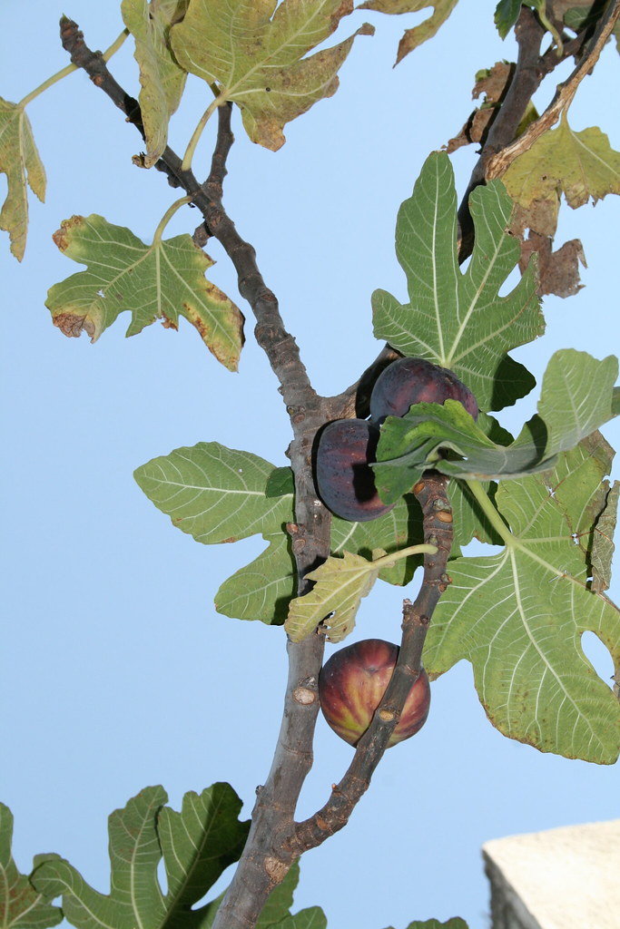 Higuera/Fig Tree angelina.rodriguez Flickr