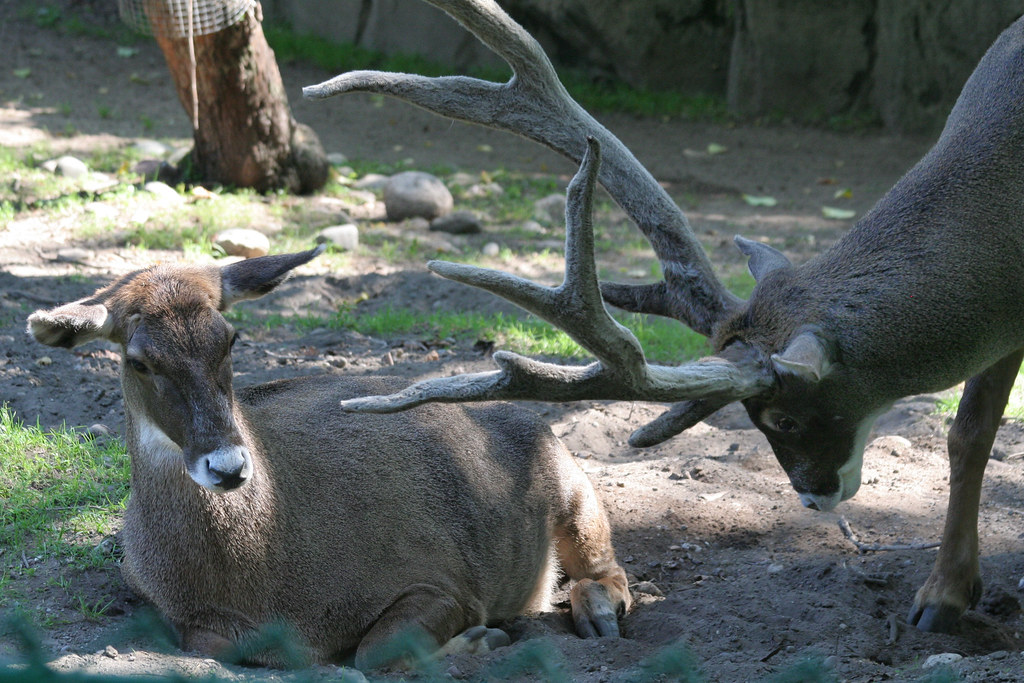 whitelipped deer_chunt_LincolnPrkZoo_7739 chunt01 Flickr