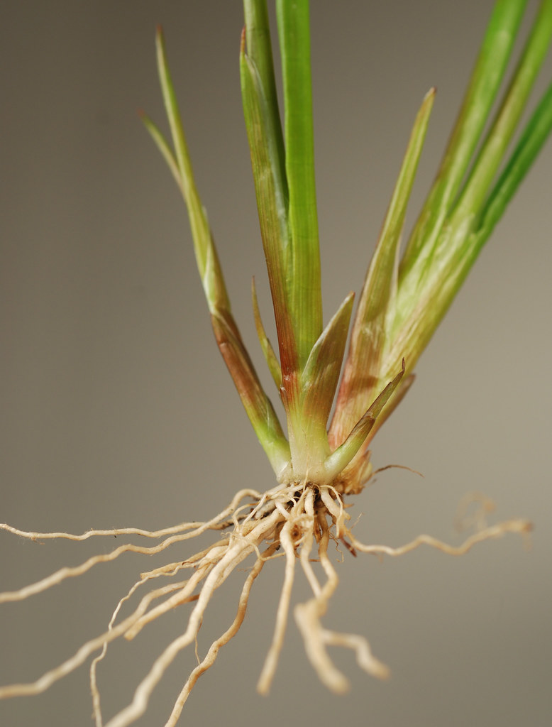 base of plant, sharpfruited rush No sign of stems from