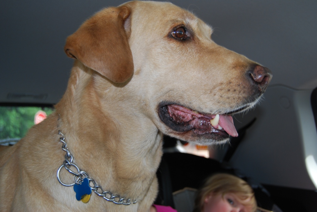 the dog gets excited about trips in the car ann elise Flickr