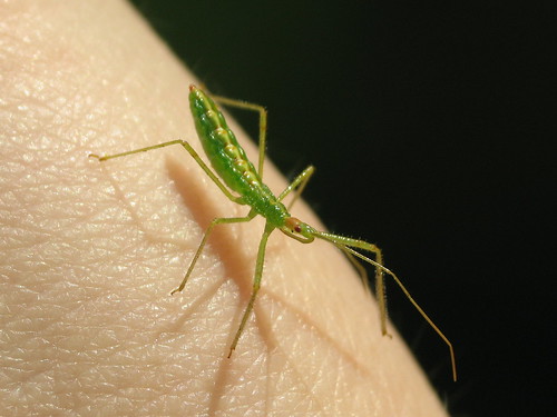 Baby Assassin Little assassin bug (genus Zelus) roaming ar… Flickr