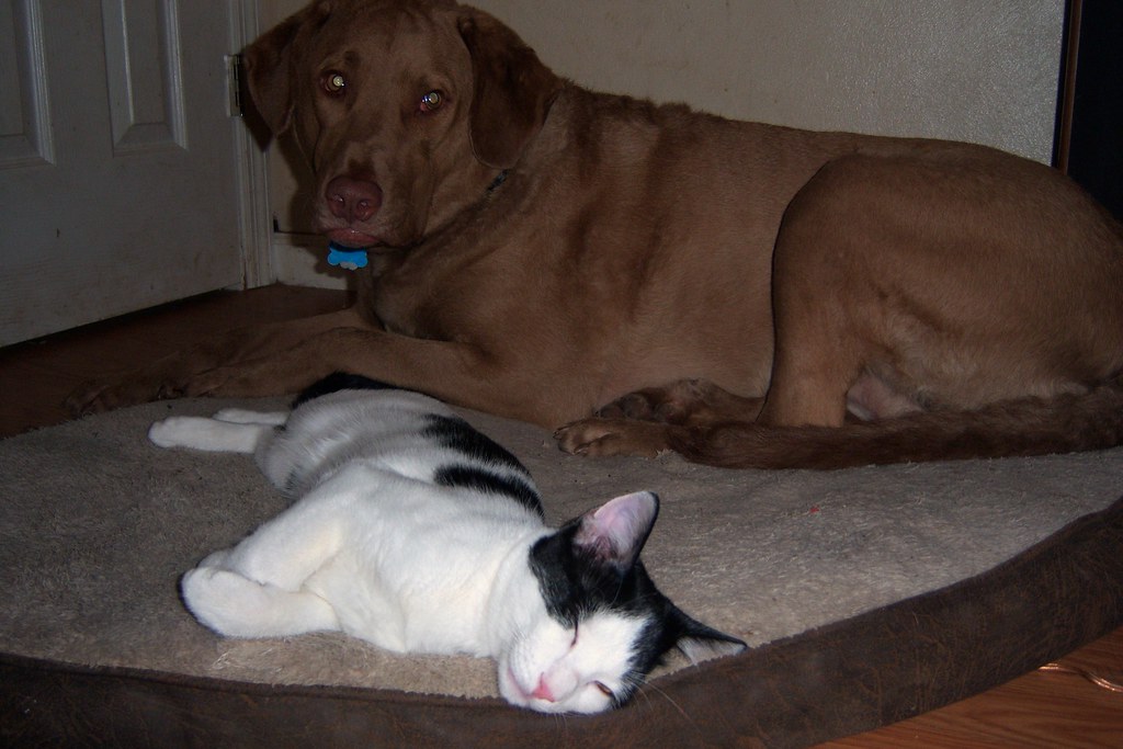 Cat Takes Over Dog Bed Jay Shouldol Flickr