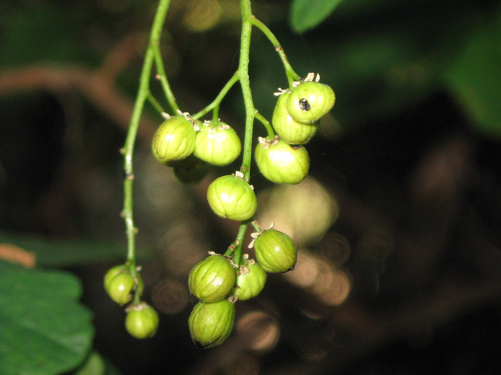 Poison Oak Berries Michael Drum Flickr