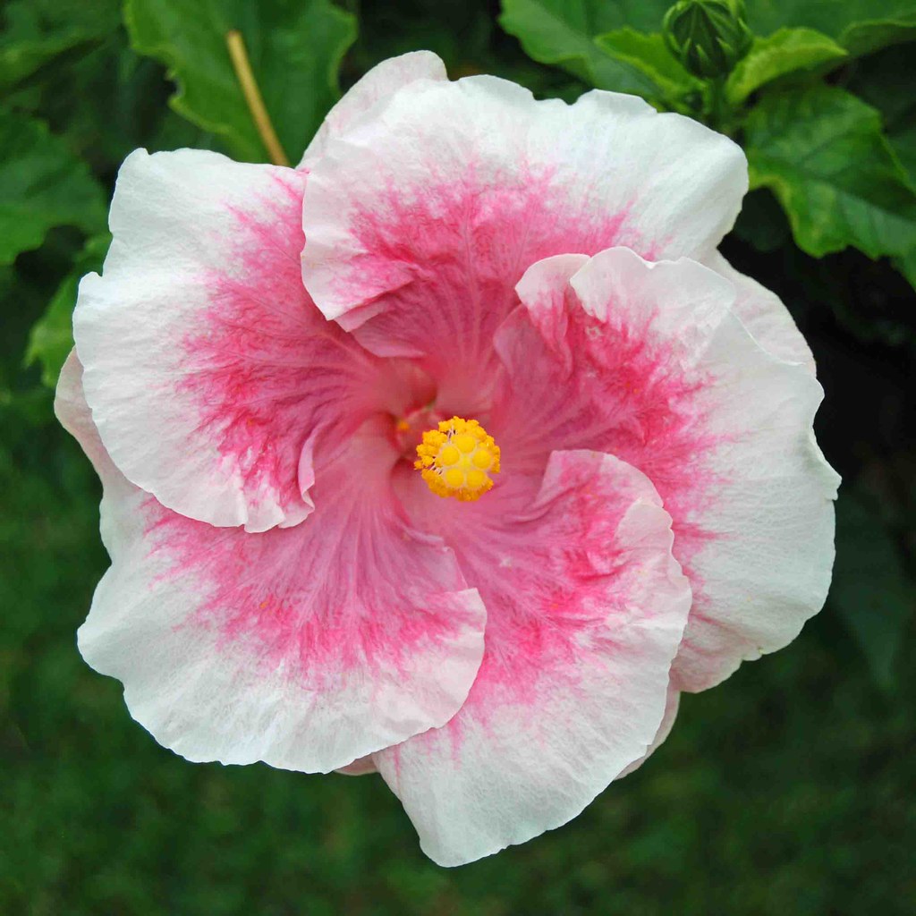 Beautiful Sicilian flowers..... More beautiful on Black Flickr