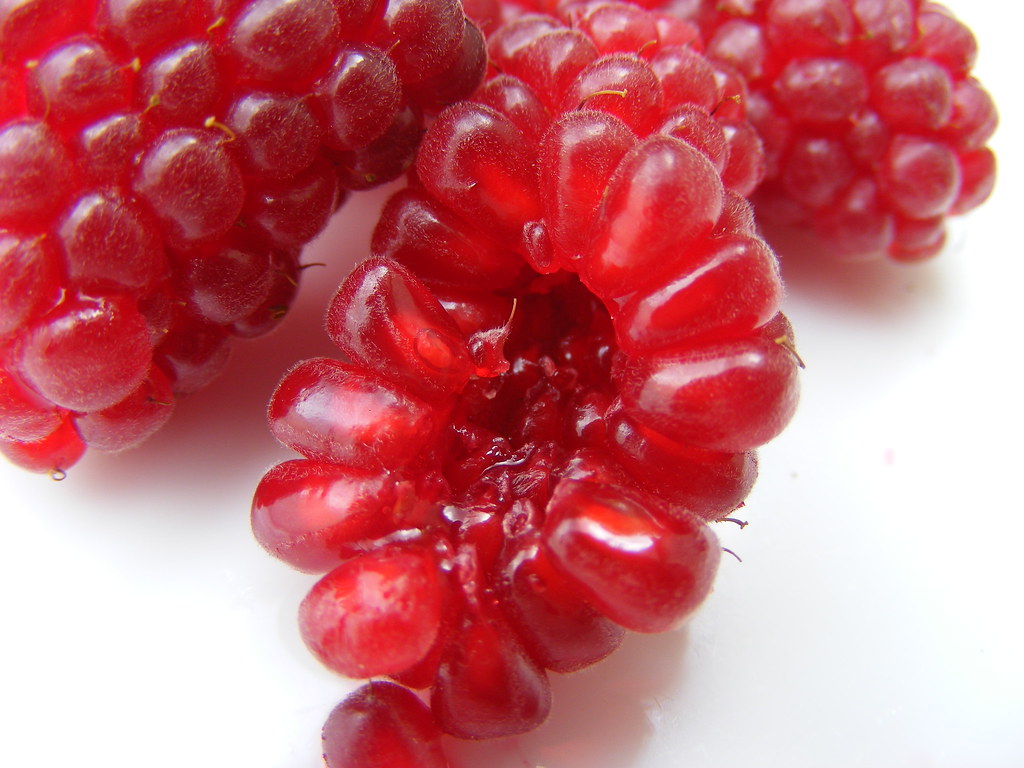 Tayberry Cross between a raspberry and a blackberry >^..^^..^