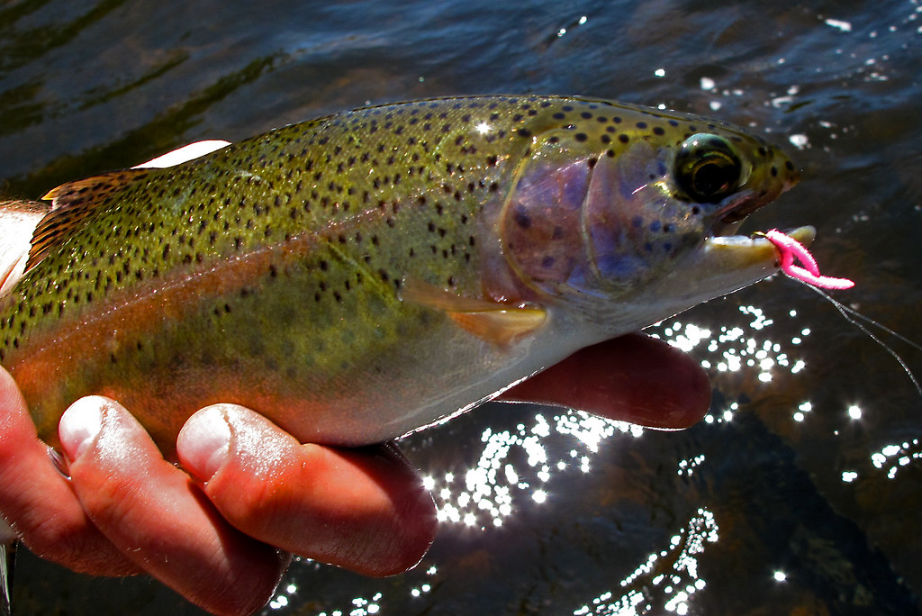 Big Hole River, MT // Rainbow Trout Rainbow Trout caught w… Flickr
