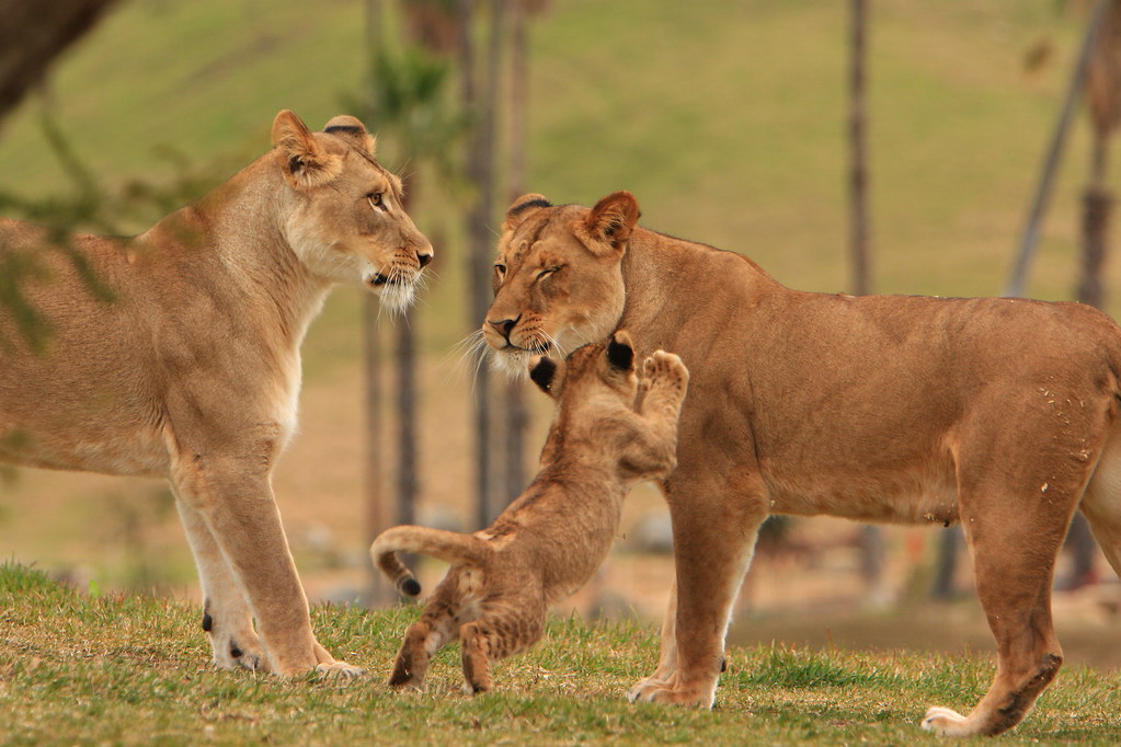 Lions & Lion Cubs Lion Camp; Lion Cubs San Diego Wild Anim… Flickr