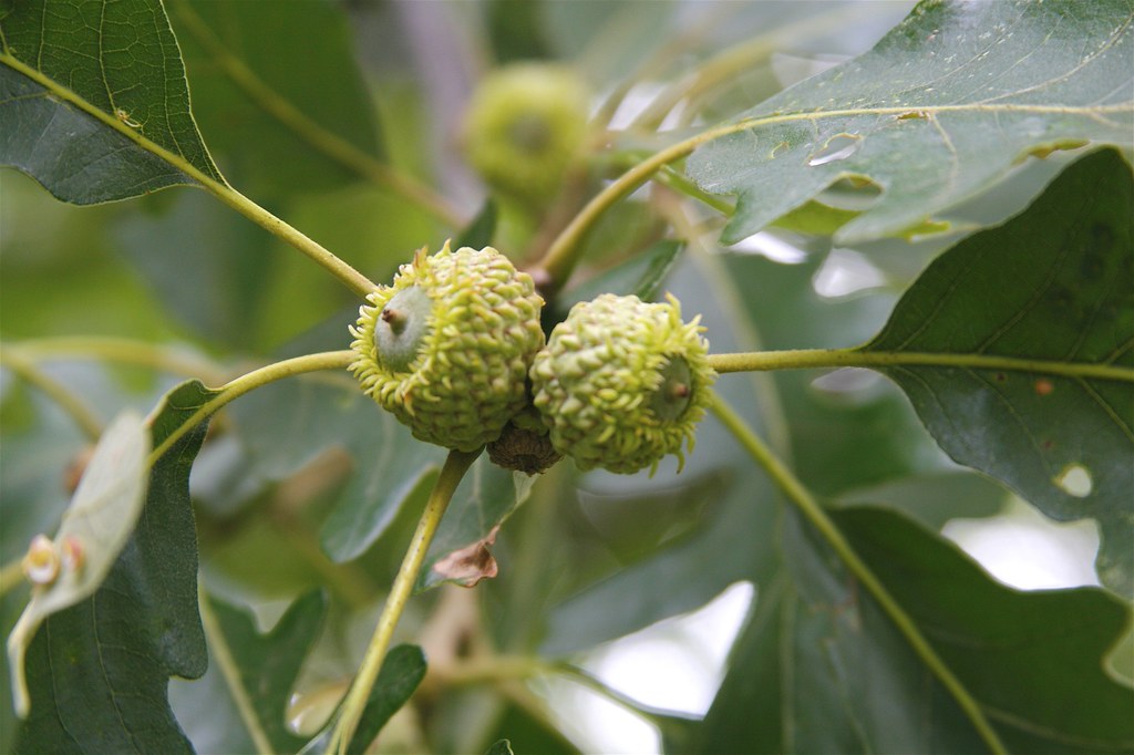 Bur Oak Acorns Quercus macrocarpa Dan Mullen Flickr