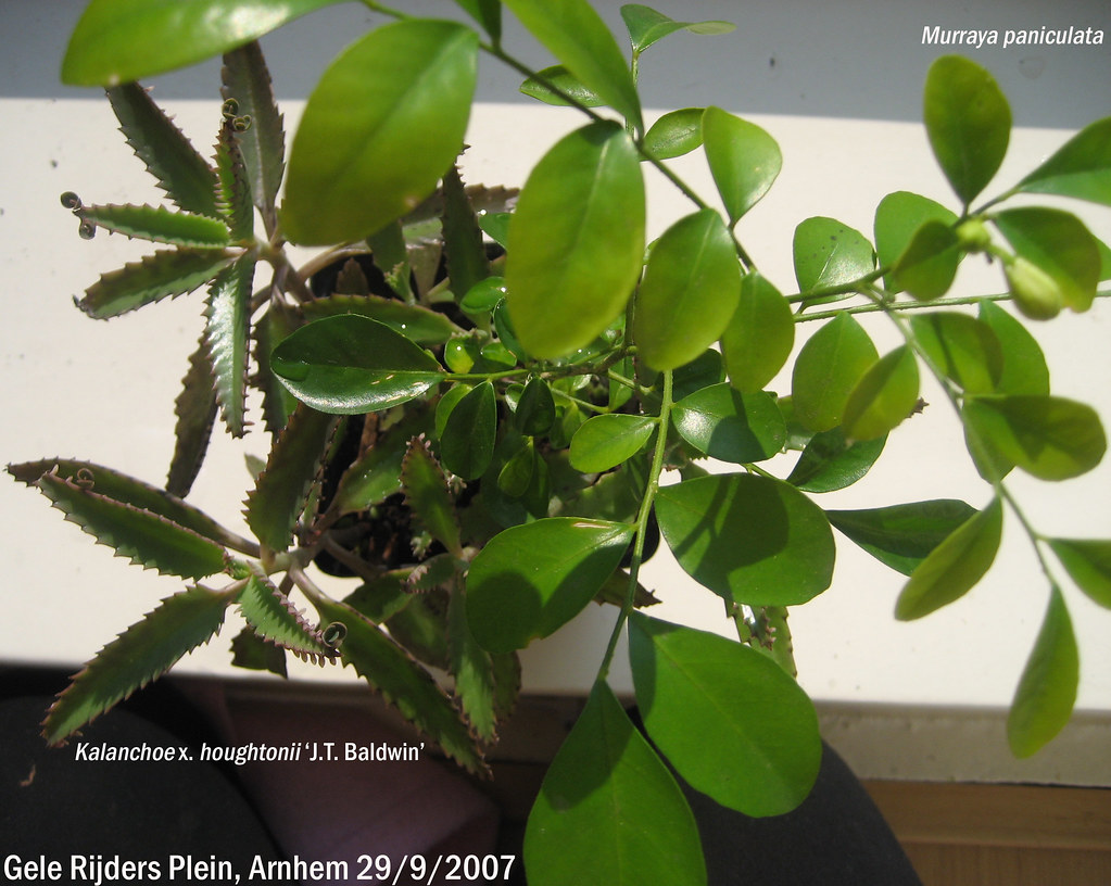 Kalanchoe x. houghtonii 'J.T. Baldwin' + Murraya paniculata Jacintha