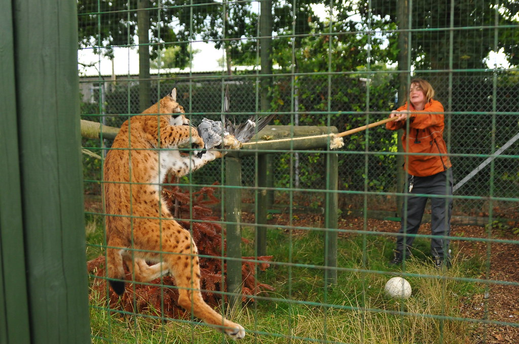 Wildlife Heritage Foundation Cat Sanctuary, Ashford, Kent … Flickr
