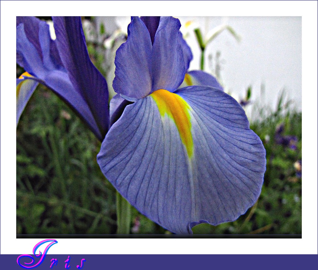 Blue IRIS Lilly Schwertlilie ______click Large_Vi… Flickr