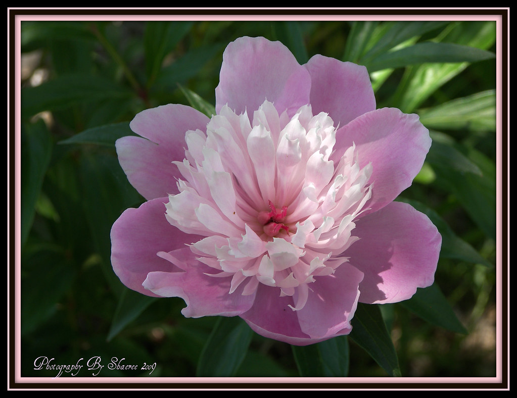 Pink beauty Event Essentials Photography & Decor Flickr