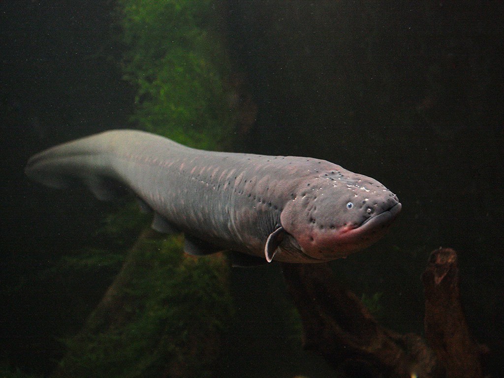 Electric Eel (knifefish) TAXONOMY Kingdom Animalia Phylum… Flickr