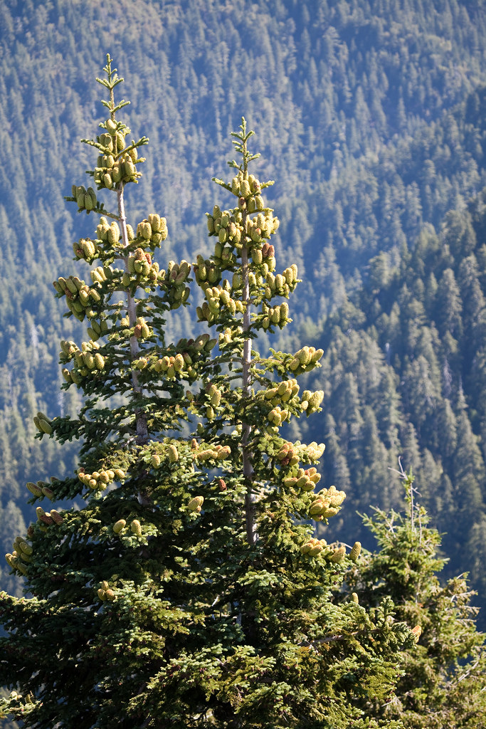 Noble Fir The predominant species of trees around the look… Flickr