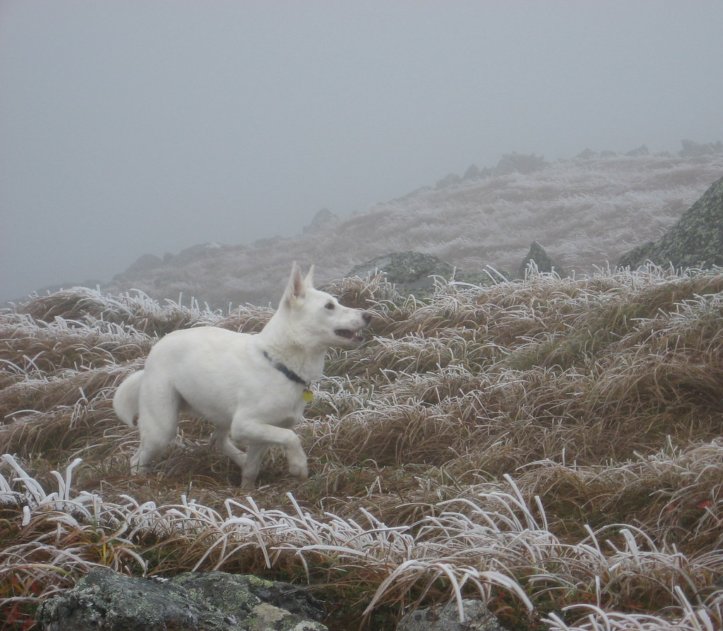 Salty on Mt. Washington in the fog My two dogs were in hig… Flickr