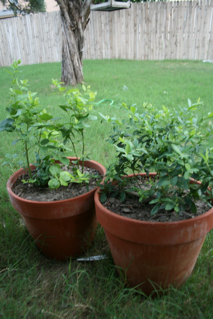 IMG_3764 Blueberry plants we got from Costco a few weeks a… Flickr