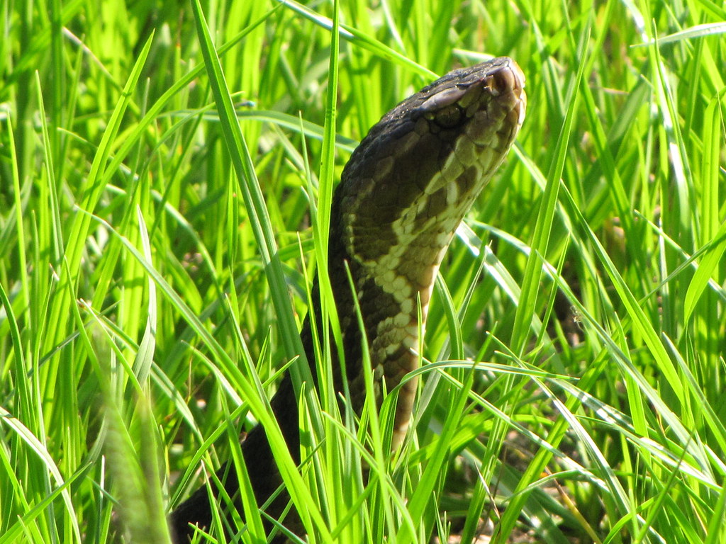 A snake in the grass... is after two birds in the bush … Flickr