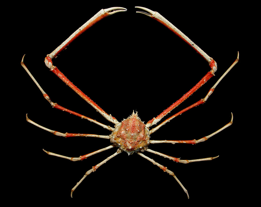 Flickriver Photoset 'Crabs of the World' by Arthur Anker