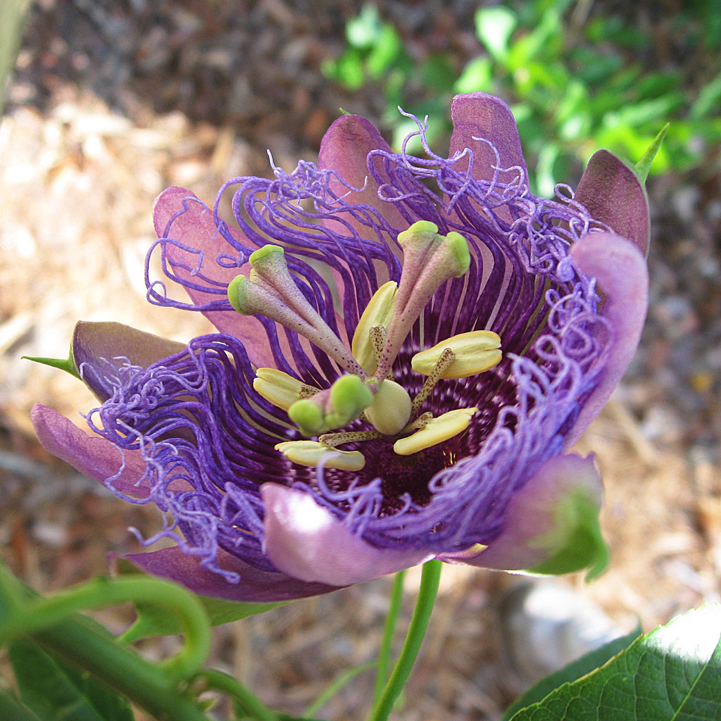 Passion flower opening with the morning sun . It is Passio… Flickr
