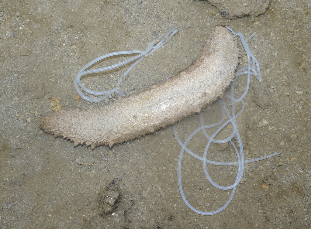 Ashy pink sea cucumber (Holothuria fuscocinerea) More abou… Flickr
