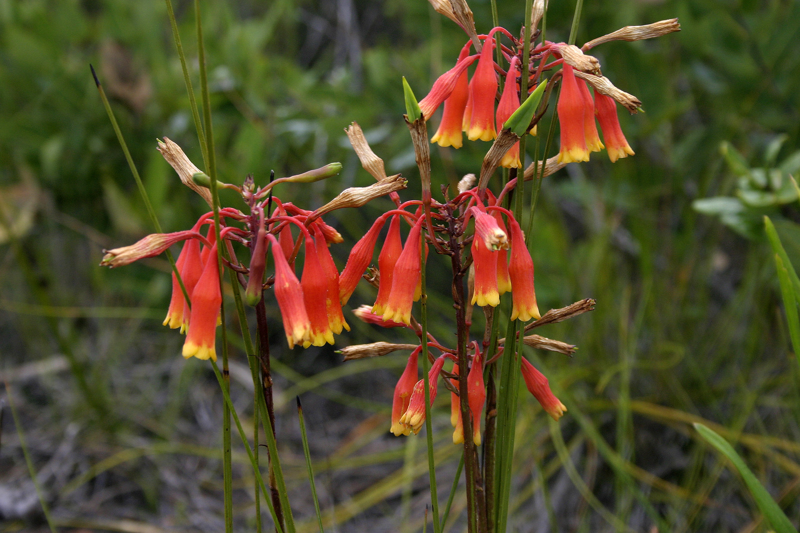 Australian Christmas Bells Flickr