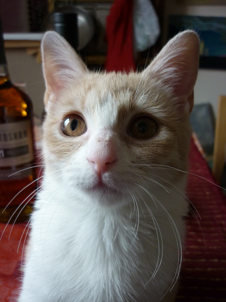 creamsicle kitten Evan Bench Flickr