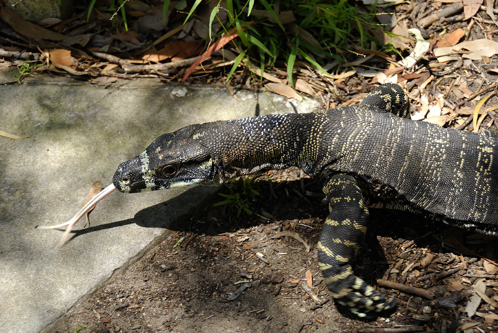 Goanna 0712281370 West Head lookout, Kuringgai Chase Na… Flickr