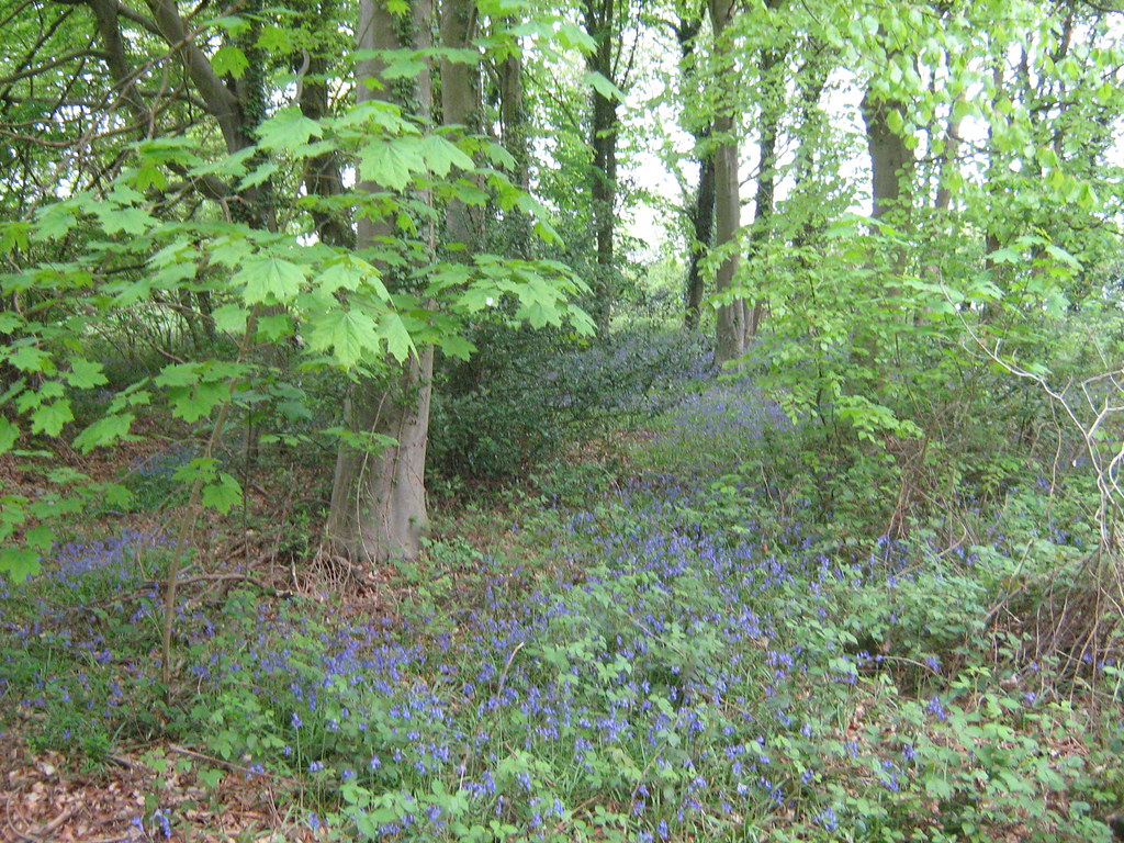 Bluebell woods in Norfolk Where to go for a walk EDP Norfolk Magazine