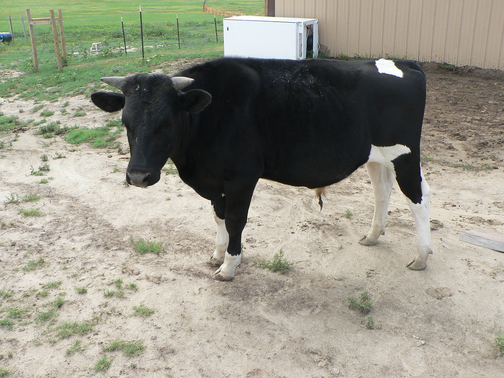 Buck Holstein Steer ranchwabble Flickr