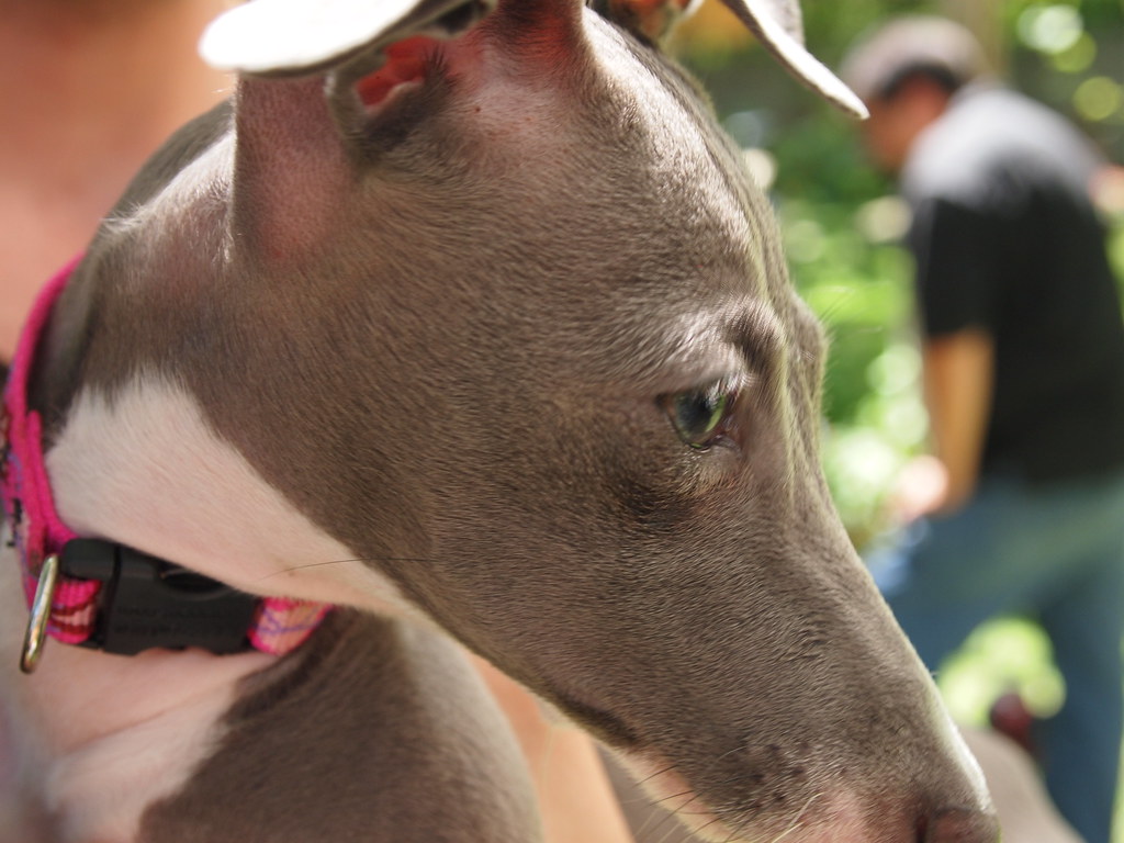 italian greyhound rescue event Flickr