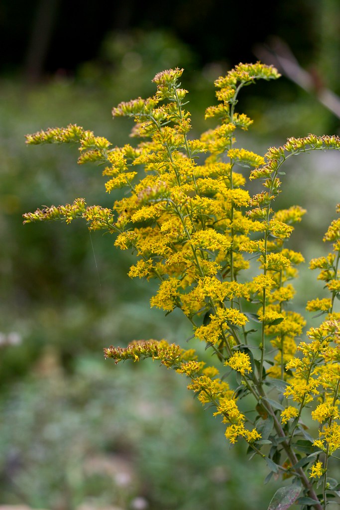 GoldenRod I have some goldenrod blooming on the front hill… Flickr