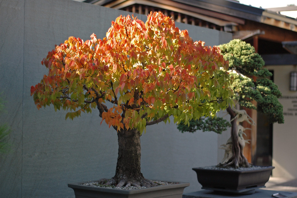 Japanese Zelkova Bonsai at the National Arboretum, Washing… Flickr