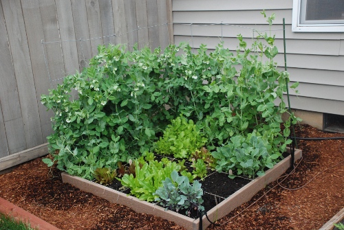 Square Foot Garden 6.2.09 Trellising Peas, 4 types of lettâ€¦ Flickr