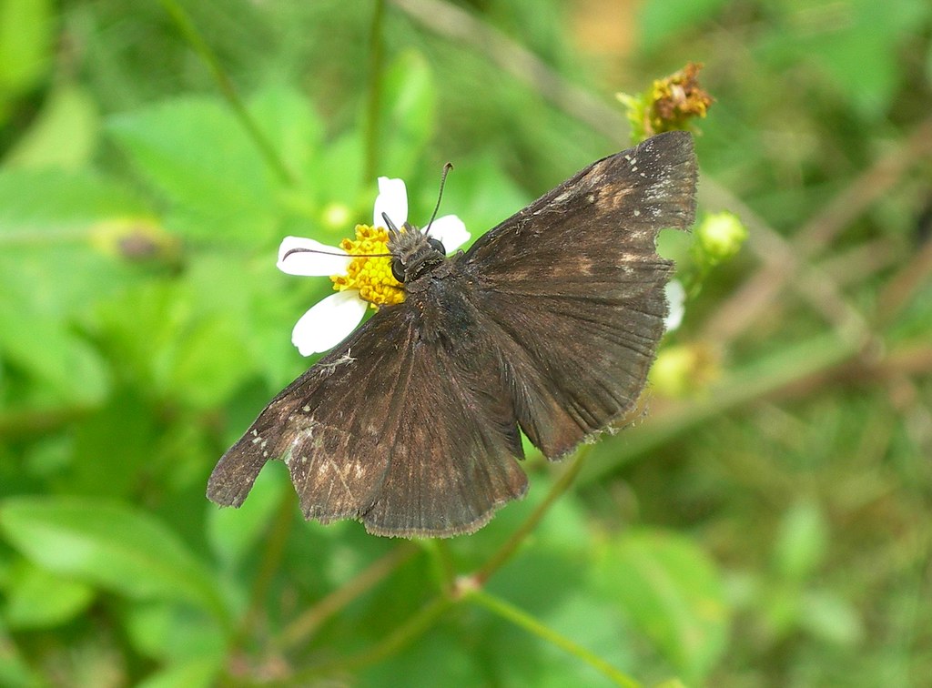 Flickriver Photoset 'Butterflies Dominican Republic' by Rezamink
