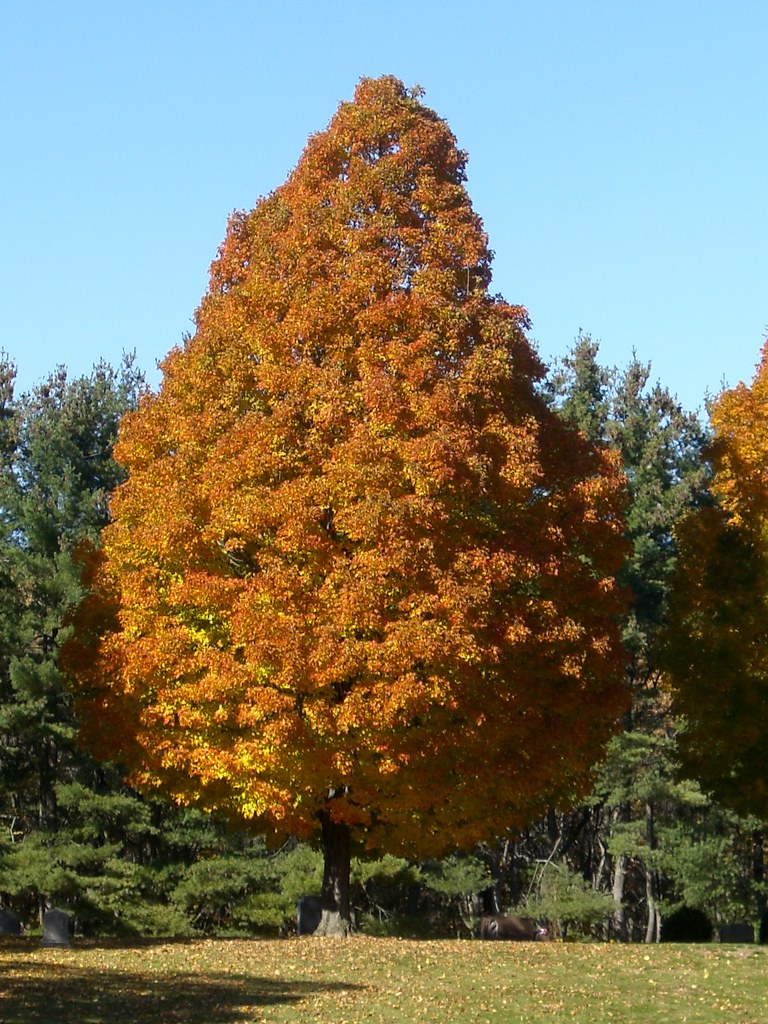 Mount Calvary Cemetery, Manchester, NH I thought this look… Flickr