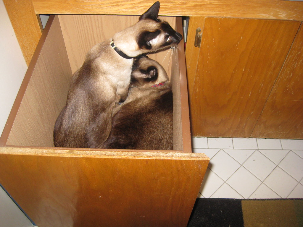 cats in a drawer Liz Henry Flickr
