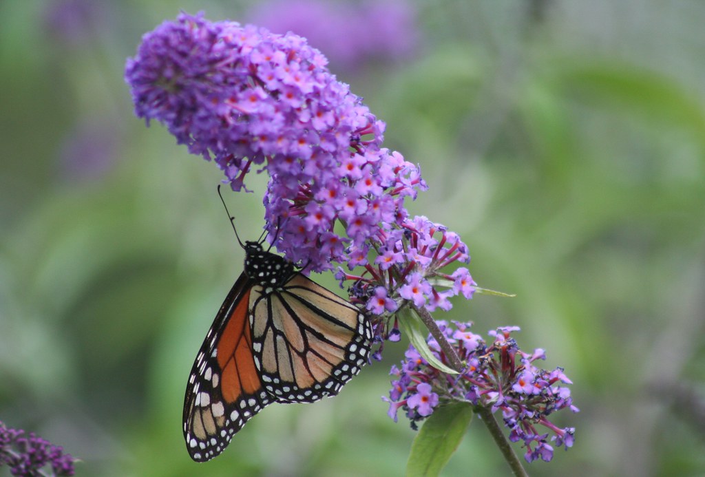 Monarch Butterfly Lenoir Nature Preserve, Yonkers, NY J… Flickr
