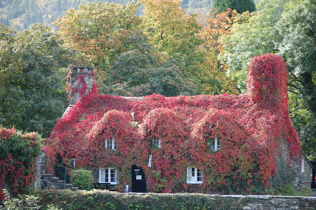 Tea room Llanrwst Sharon JonesWilliams Flickr