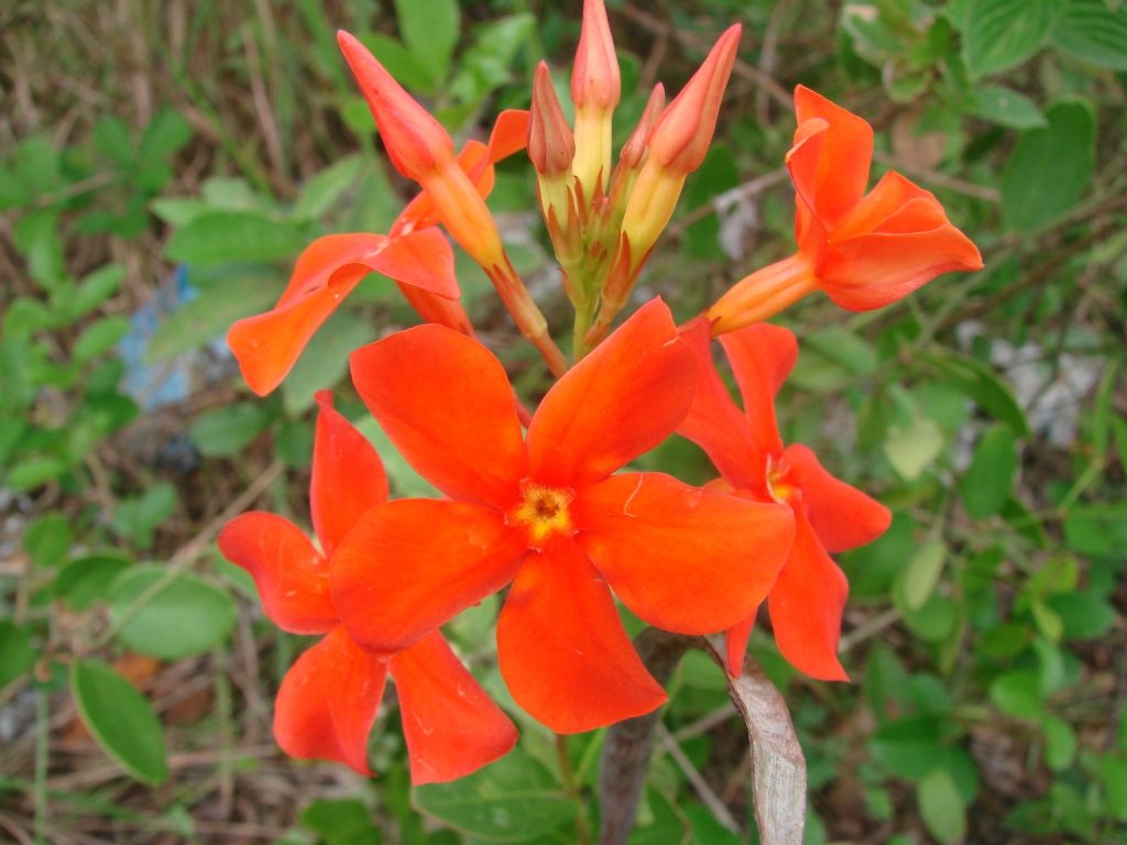 Mandevilla coccinea Mandevilla coccinea APOCYNACEAE Pr… Flickr