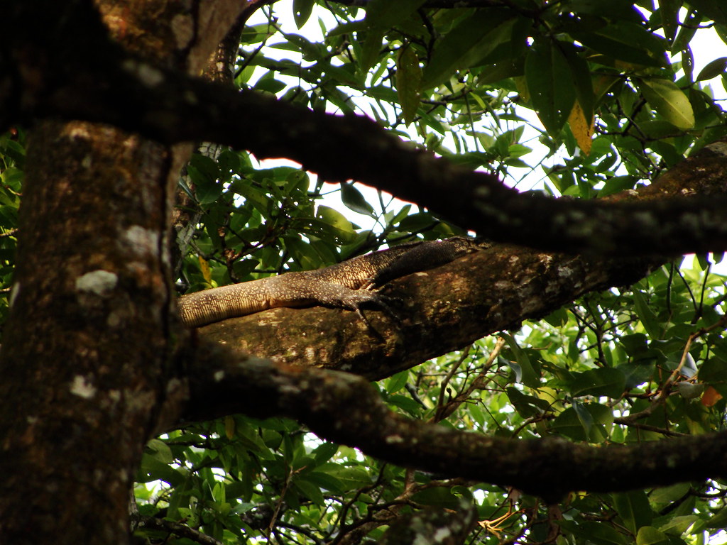 Brunei 17 Monitor Lizard Follow my travels online at tra… Flickr
