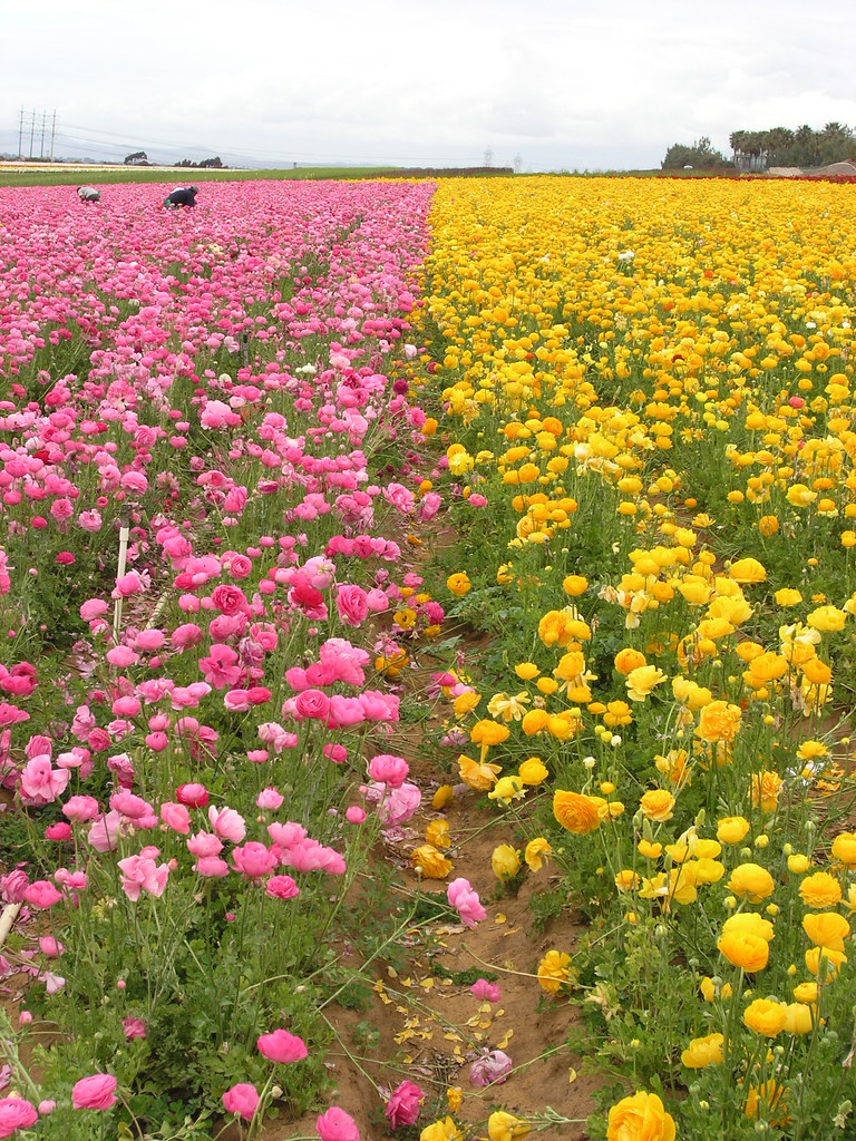 Flower Farm Carlsbad, California Wayne Daniels Flickr
