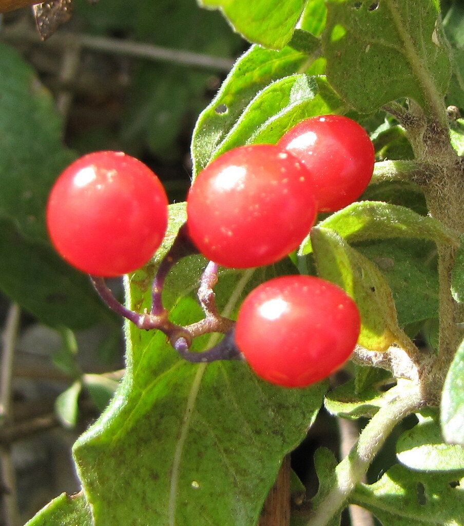 Bittersweet (Solanum dulcamara) * Pebsham Countryside Park… Flickr